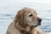 Golden Retriever - Wasserhund