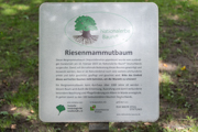 Riesenmammutbaum
