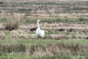 Schwan