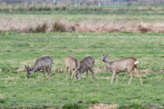 Rehe