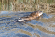 Nutria - Biberratte
