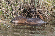 Nutria - Biberratte