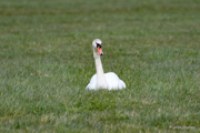Schwan