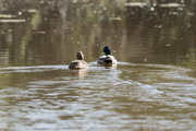 Stockente