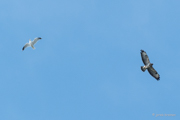Bussard + Mwe