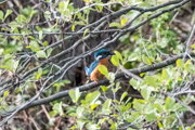 Eisvogel