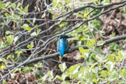 Eisvogel