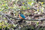 Eisvogel