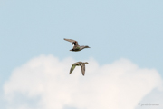 Graugans im Flug