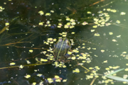 Teichfrosch
