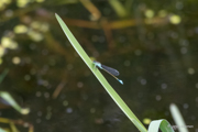 Pechlibelle