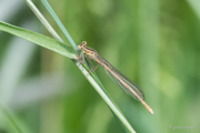 Libelle (genaue Typisierung fehlt)