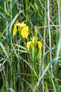 Gelbe Iris