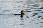 Kormoran