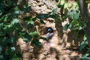 Eisvogel