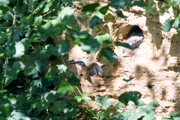 Eisvogel