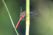 Blutrote Heidelibelle