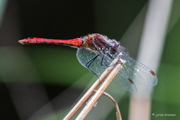 Blutrote Heidelibelle