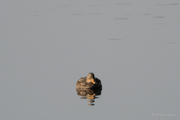 Stockente