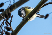 Blaumeise