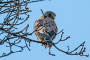 Turmfalke