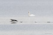 Kormoran