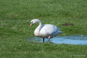 Schwan