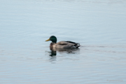 Stockente
