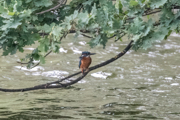 Eisvogel