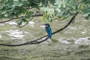 Eisvogel