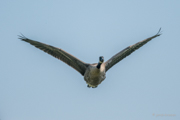 Kandagans im Flug