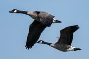 Kandagans im Flug