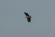 Seeadler