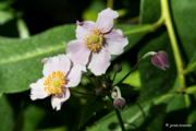 botanika Bremen - Rundgang - Blütenpracht