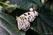 Botanika Bremen - Tropische Schmetterlinge