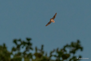 Fledermaus im Flug