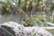 Teichfrosch im Achimer Stadtwald