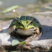 Teichfrosch im Achimer Stadtwald