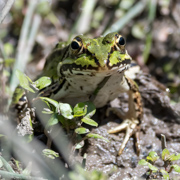 Teichfrosch im Achimer Stadtwald