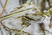 Teichfrosch im Achimer Stadtwald