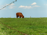 Schottisches Hochlandrind