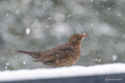 Amsel
