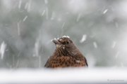 Amsel
