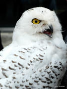 Eule