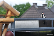 Buntspecht