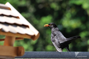 Amsel