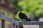 Amsel