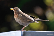 Amsel