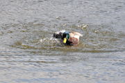 Stockente