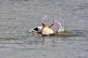 Stockente